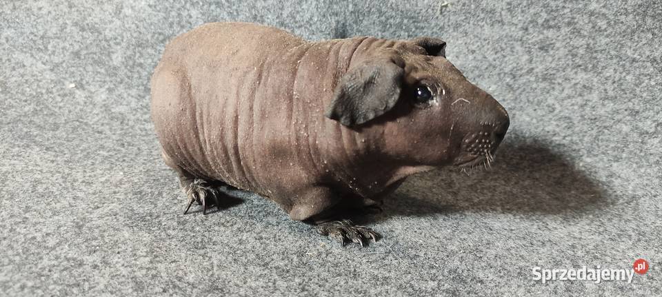 Świnka morska cavia skinny Baldwin US Teddy z Dąbrowa Górnicza