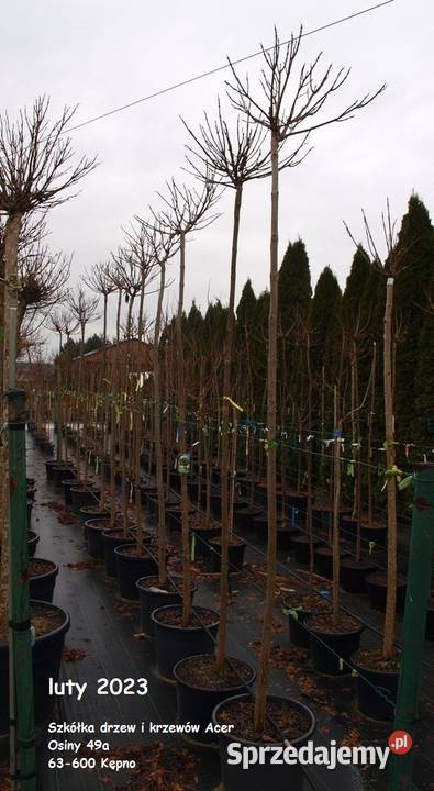 Katalpa catalpa Nana szczepiona na 25m Osiny 49a Kępno