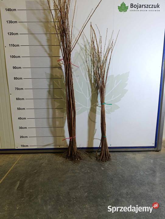 Porzeczka złota RYBES RIBES do szczepienia Stary Pożóg