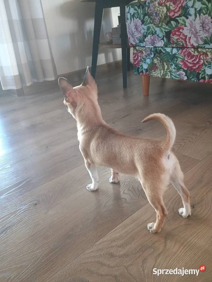 Chihuahua maleńka XXS Radomsko