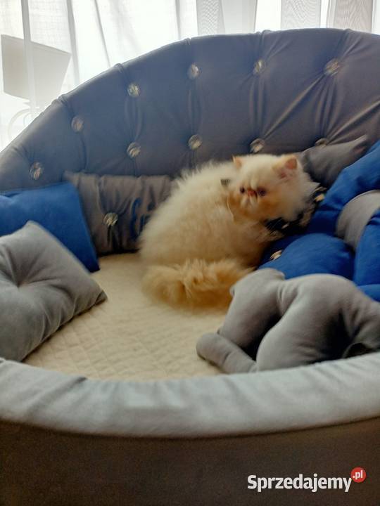 Malutki książę z niebieskimi oczami rodowód fpl Katowice