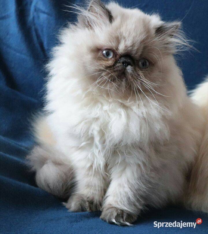 Piękne koteczki persy pointy himalaje Warszawa
