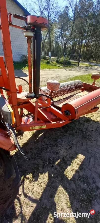 Owiarka mazowieckie Płońsk