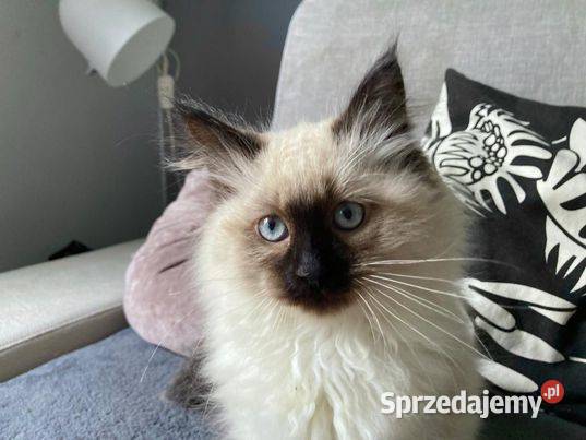 Kotki Syberyskie Neva Masquerade