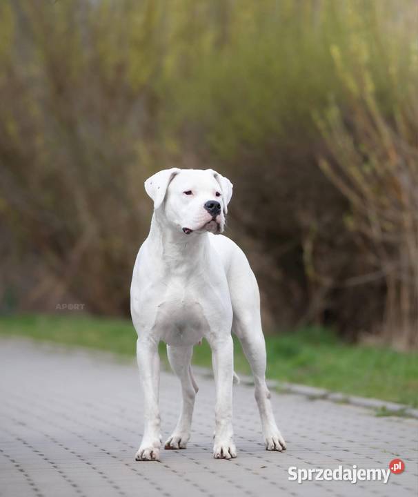 Szczeniaki Dog Argentyński ZKwP FCI Rezerwacja mazowieckie Gończyce