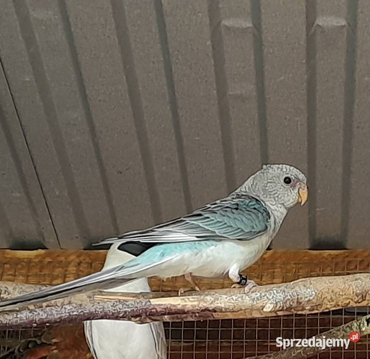 Świergotki 250 para małopolskie Wadowice