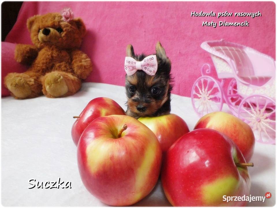 Maleńka suczka York Yorkshire Terrier z sprzedam