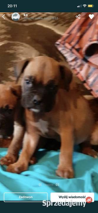 Bokser Szczeniak Ruda Śląska sprzedam
