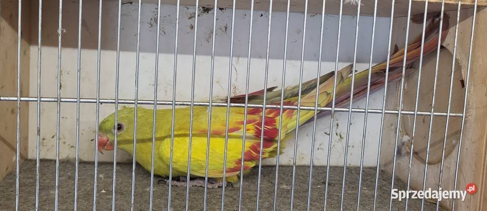 Papugi górskie pastele samiec 2025 z DNA Ptaki Nowy Sącz