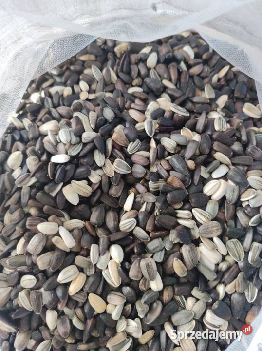 Ziarno słonecznika ozdobnego na kwiat Paradyż