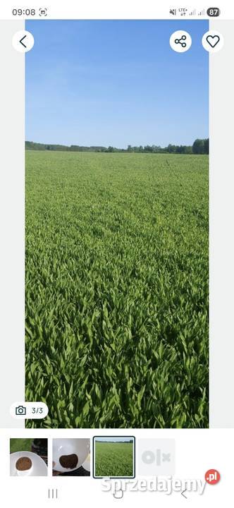 Ziemia pole rola Brusy