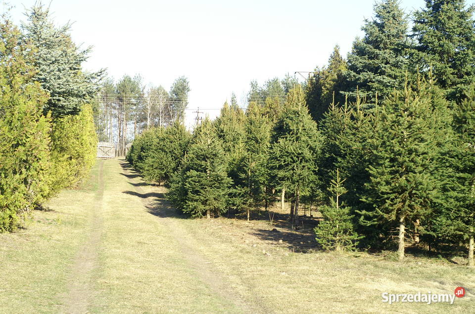 Działka budowlana 36a lubelskie Jawidz
