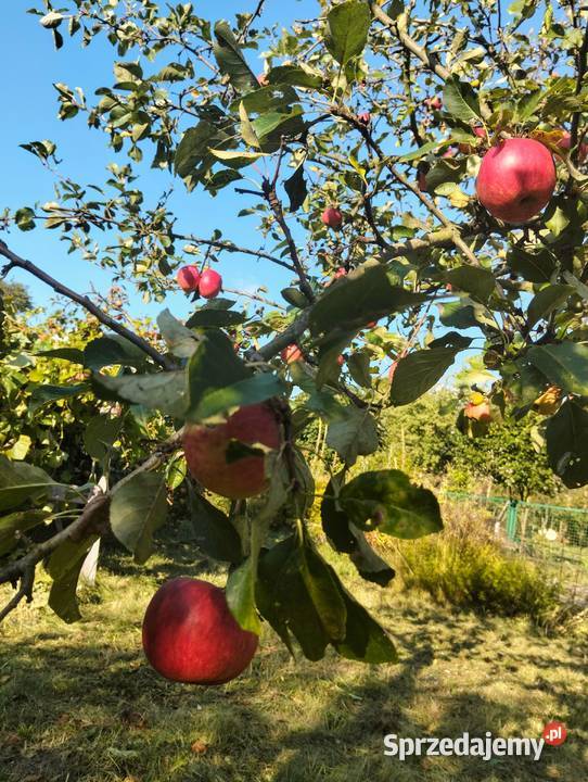 Działka w ROD Złocień ruokliwy solidny domek 240m2 Wrocław