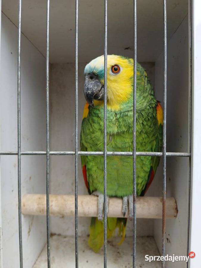 Amazonka niebieskoczelna 2023 samiec śląskie Gaszowice