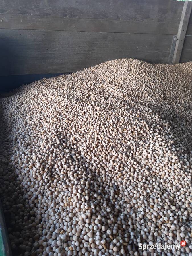 Pszenica kukurydza owies nagi owies jeczmien Rolnictwo małopolskie Bielany