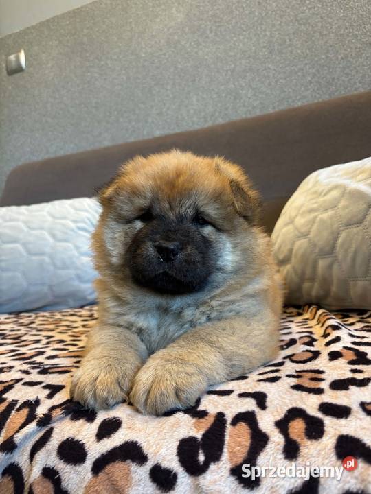 Chow Chow Mrągowo