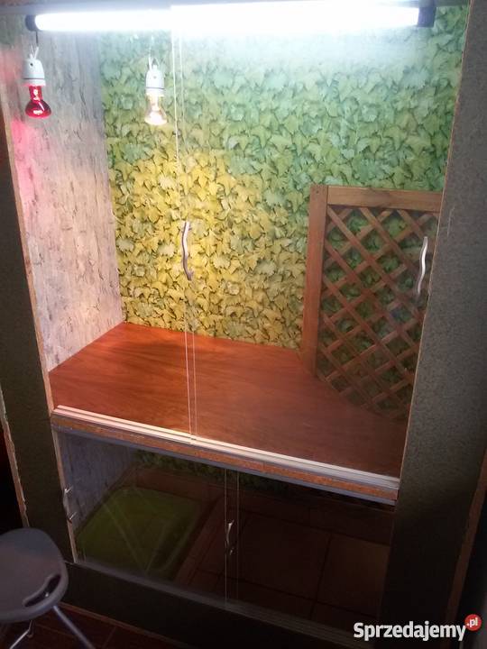 Sprzedam Legwana z Terrarium Warszawa