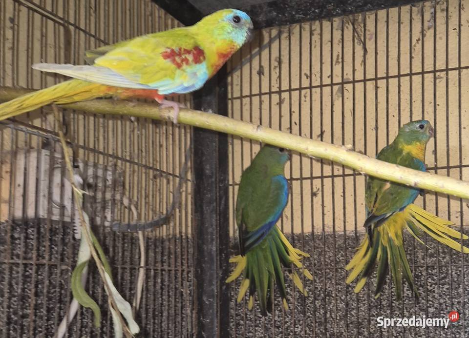 Łąkówki 2 pary Radom