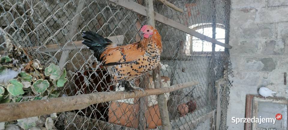 Kury karzełki liliputki Tokarówka