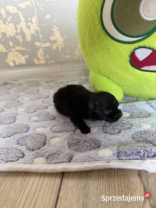 Szpic miniaturowy pomeranian chłopcy Szpic miniaturowy Poniszowice sprzedam