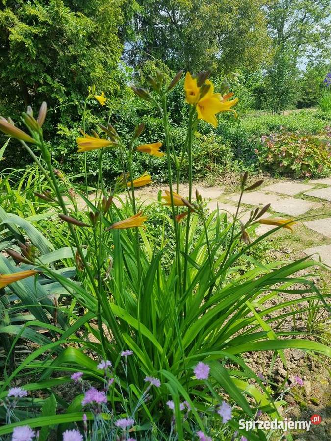 Liliowiec wczesny majowy Lublin sprzedam