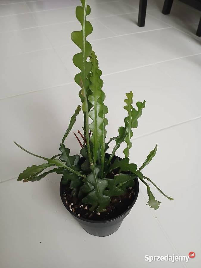 Epiphyllum anguliger kaktus zygzakowaty zygzak śląskie Częstochowa sprzedam