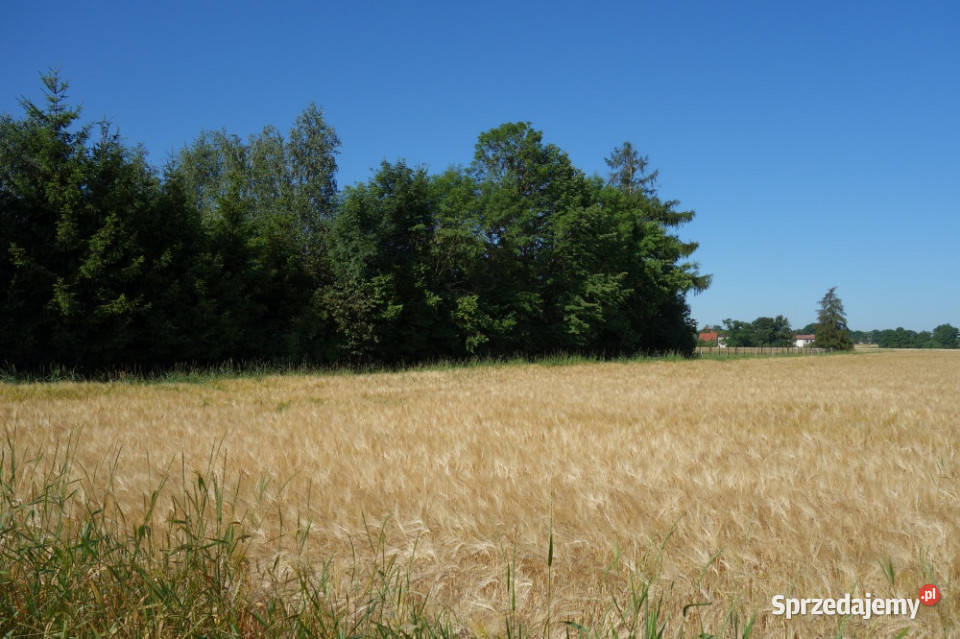Skoczów Pruchna 115ha z prawem zabudowy w samym Sprzedaż
