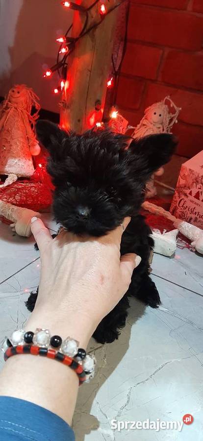 Mini york czarny Bukowno sprzedam