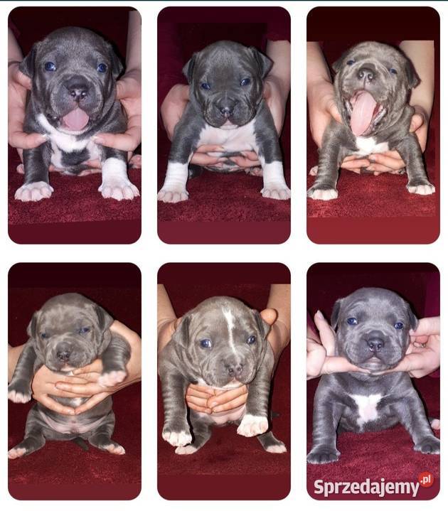 Amstaff BLUE I BŁĘKITNOPŁOWE ODBIÓR Dęblin