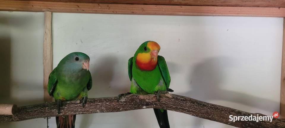 Para papug baraband Ptaki małopolskie Wieliczka