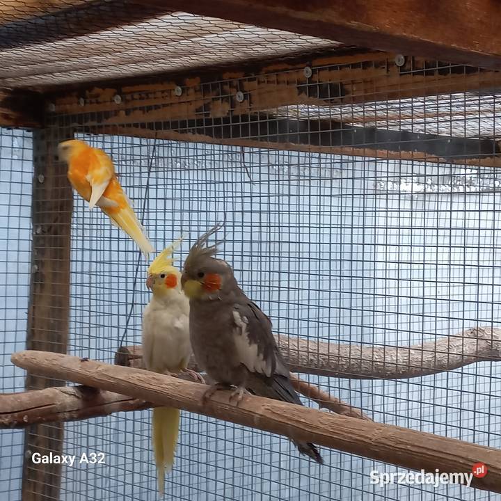 Nimfy 2 samce Garwolin