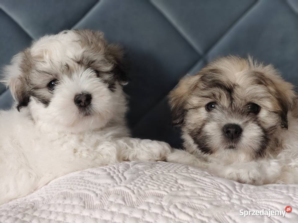 Coton de Tulear szczenięta z rodowodem kujawsko-pomorskie