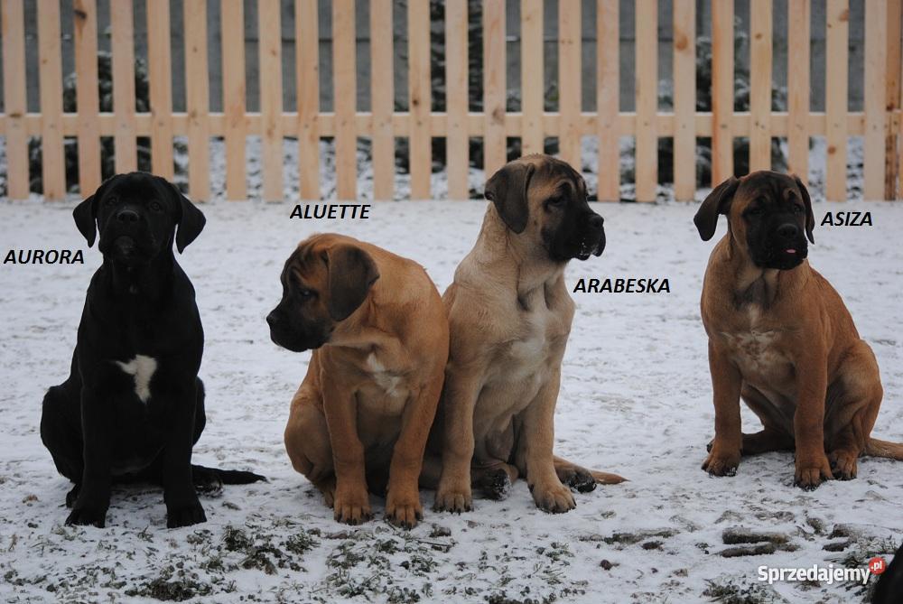 Cane Corso rodowodowe szczenięta FCI Godziesze Małe