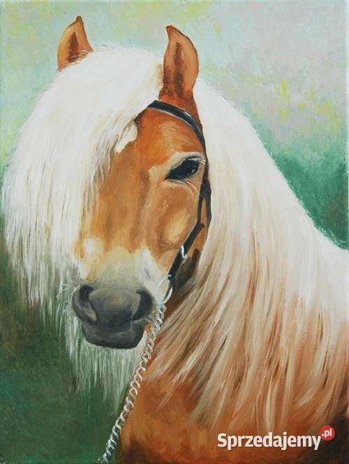 Obraz olejny Białogrzywy koń Lublin