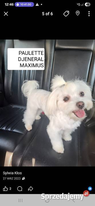 Maltańczyk szczeniak chłopiec Maltańczyk Warszawa sprzedam