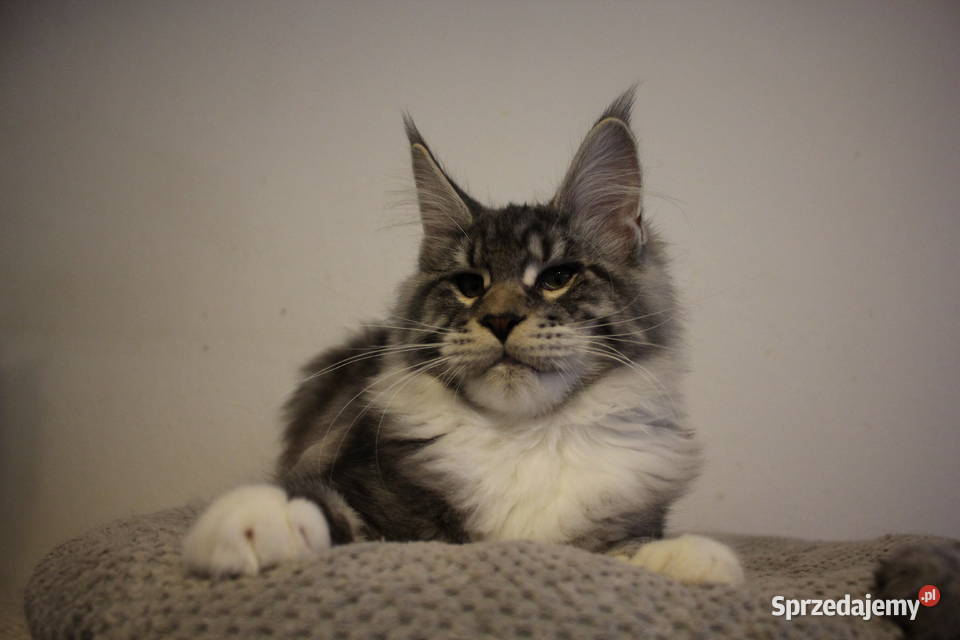Siostrzyczki maine coon Koty Brzezia Łąka