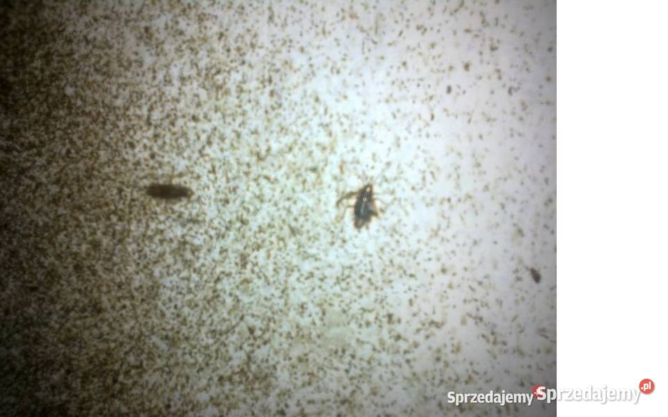 Odpluskwianie mieszkania Wrocław cennik Dezynfekcja i sterylizacja Usługi