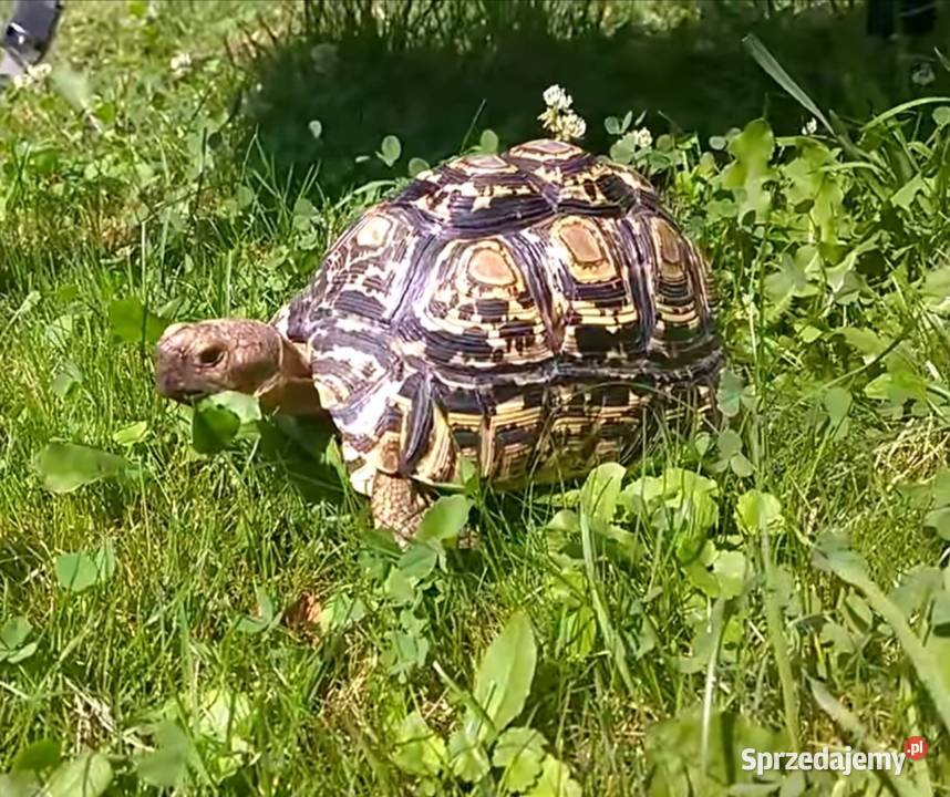 Żółw lamparci Wrocław