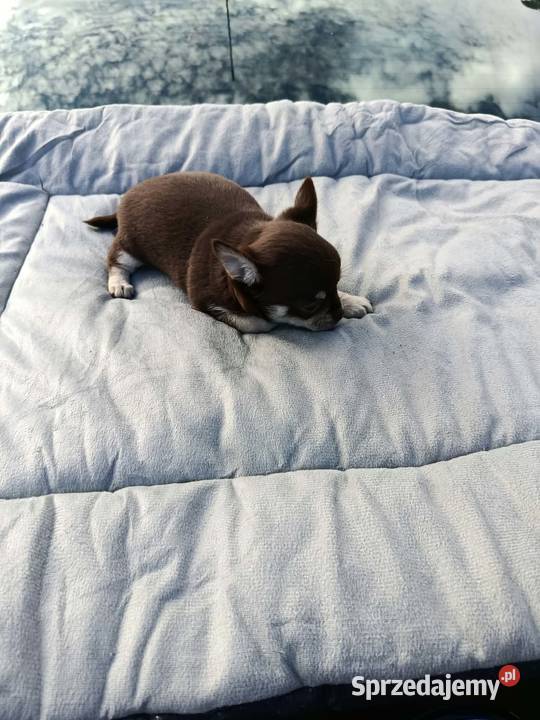 Śliczne szczeniaki chihuahua Chihuahua Legionowo