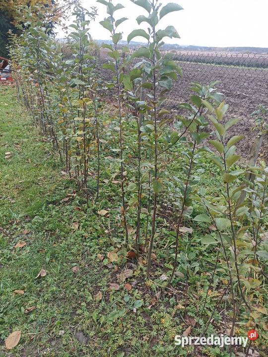 Podkładka dzika jabłoń lubelskie Smoryń