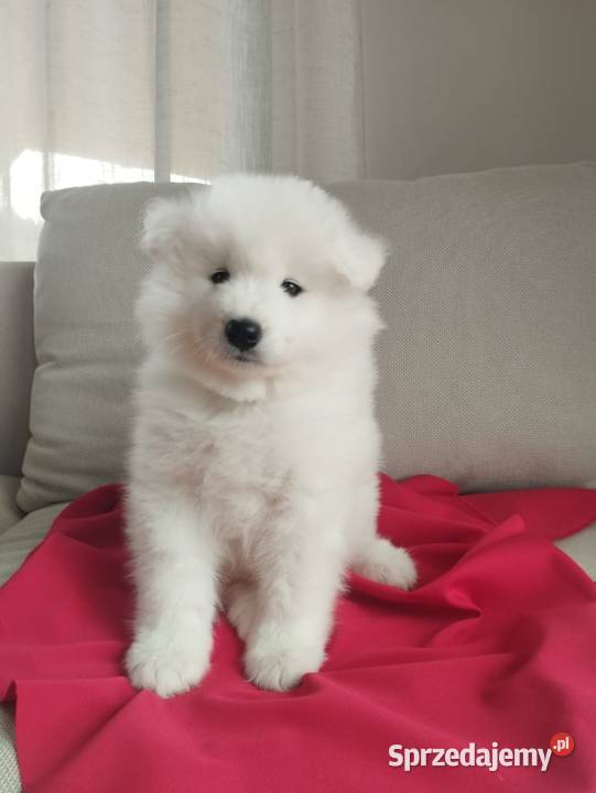 Samoyed rezerwacja szczeniąt ZKwP FCI Zmiana dolnośląskie Cieszków