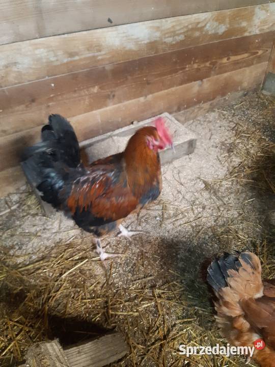 Kogut koguty zielononóżki Wietrzno