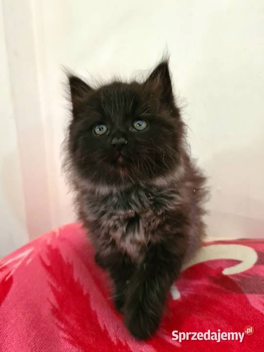 Maine Coon XXL świętokrzyskie Drygulec