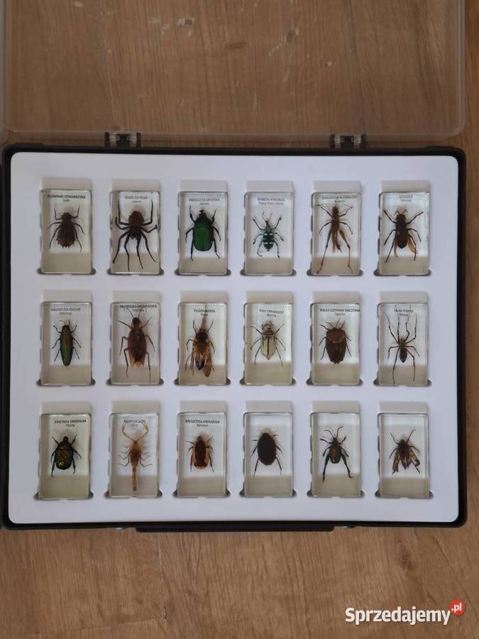 Kolekcja owadów w żywicy 24 preparaty w Gnojnik