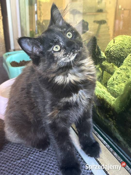 Koteczka Norweska Leśna śląskie Rybnik