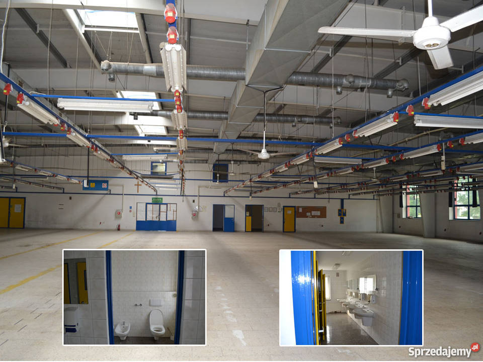 HALA PRZEMYSŁOWA OleśnicaSpalice woj Dolnośląski Oleśnica