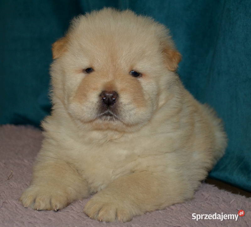 CHOW CHOW RÓŻNE KOLORY ŚLICZNE SZCZENIĘTA Janinów