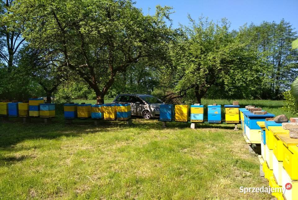 Miód lipowy z własnej pasieki Sieradz