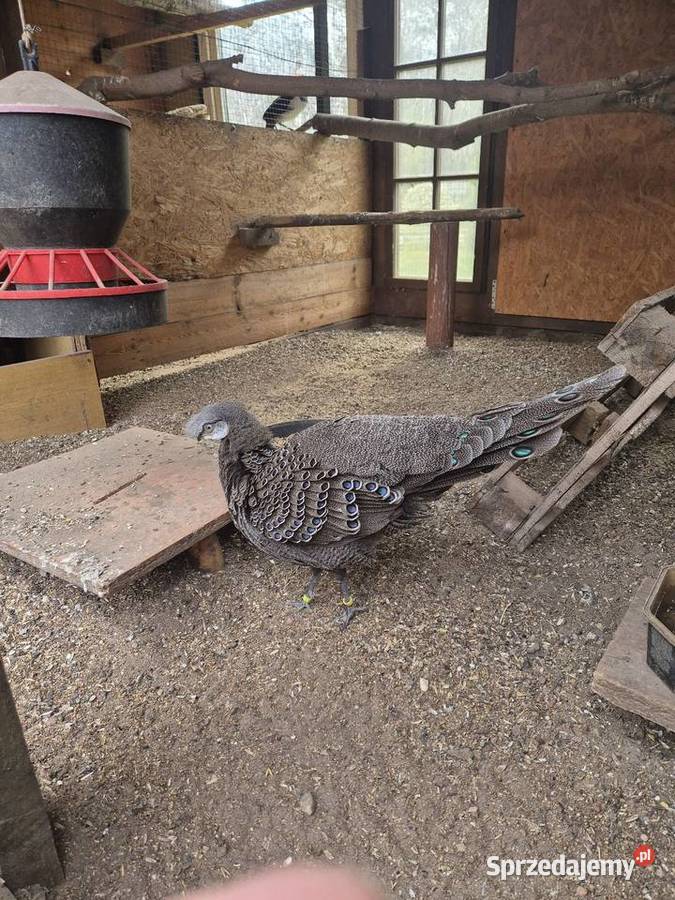 sprzedam bażanty wieloszpony Raków