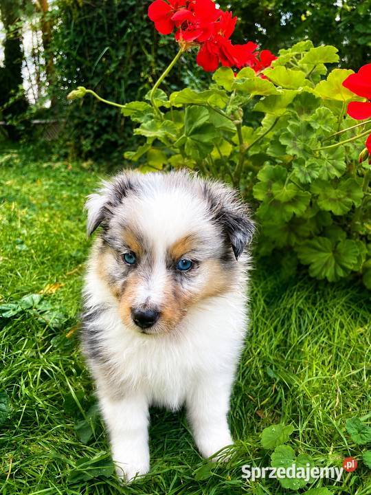owczarek szetlandzki sheltie piesek blue merle